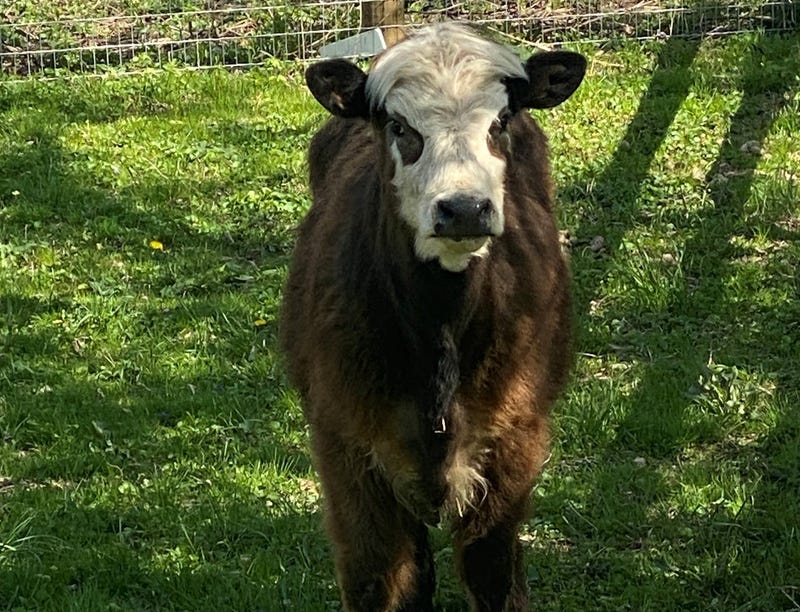 cow in pasture