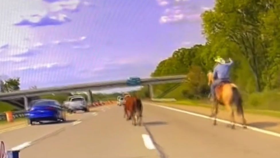 Caught on video: Cowboy lassos runaway steer on I-75 in Oakland County [WATCH]