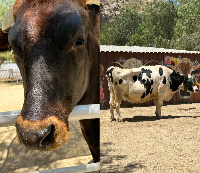 Cow therapy cows