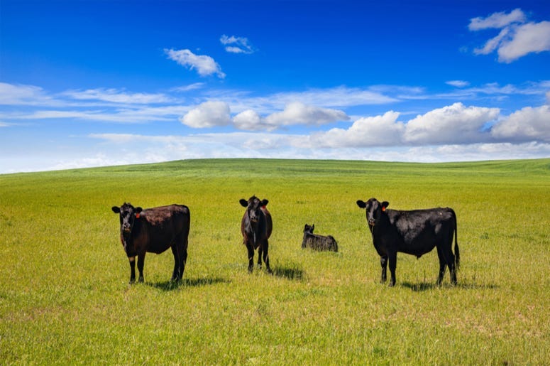 Cows