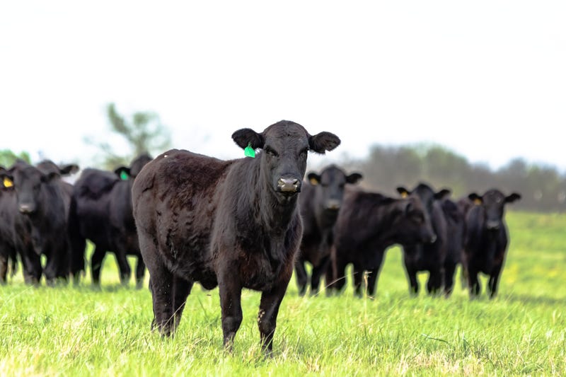 Black Angus heifer standing in the foreground with the rest of the herd standing behind her