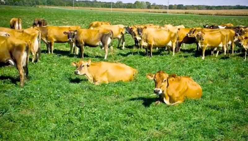 Kilgus Dairy
