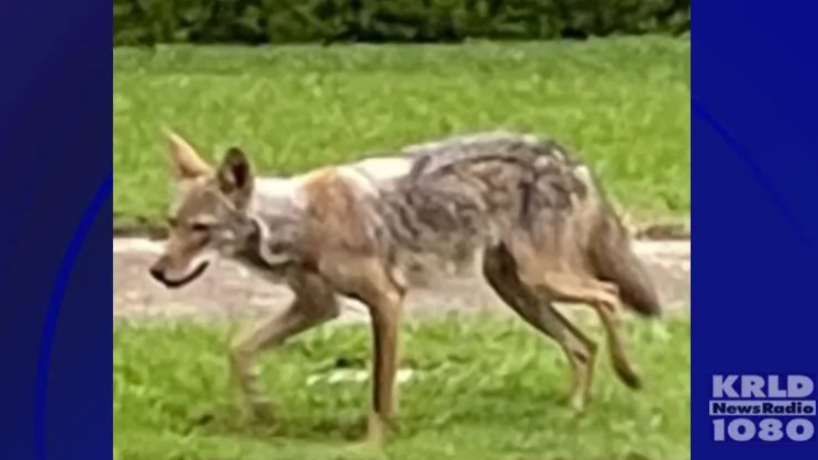 Coyote killed near White Rock Lake; will be tested to see if it's the one who attacked a boy