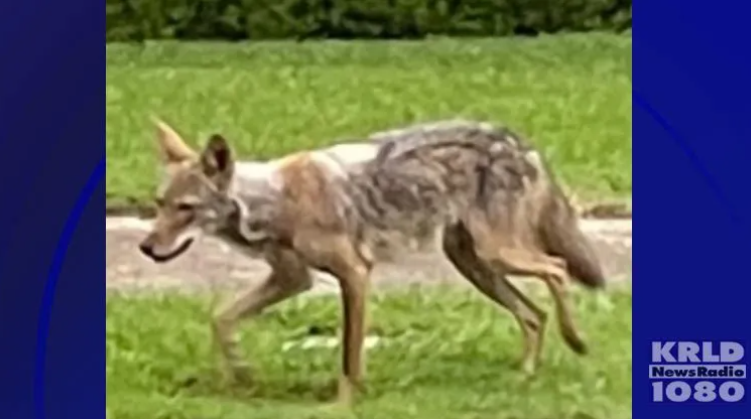Coyote
