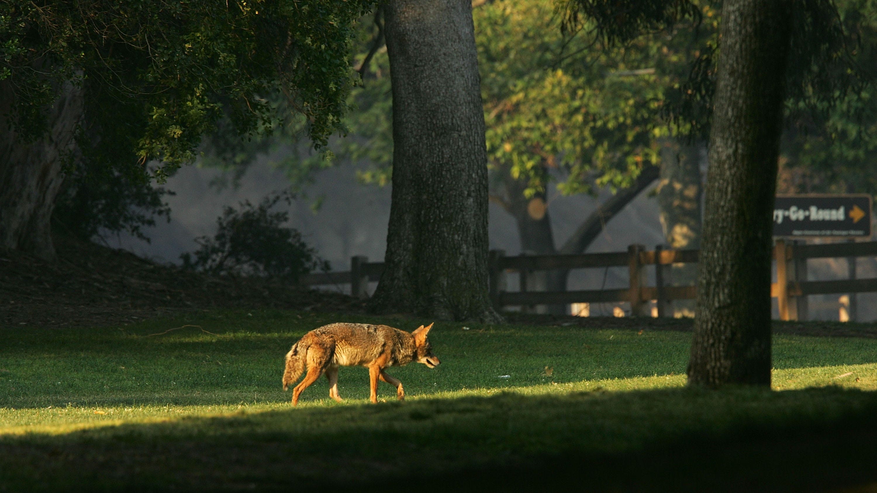 Coyote caught, put down after attacking five people in Contra Costa County