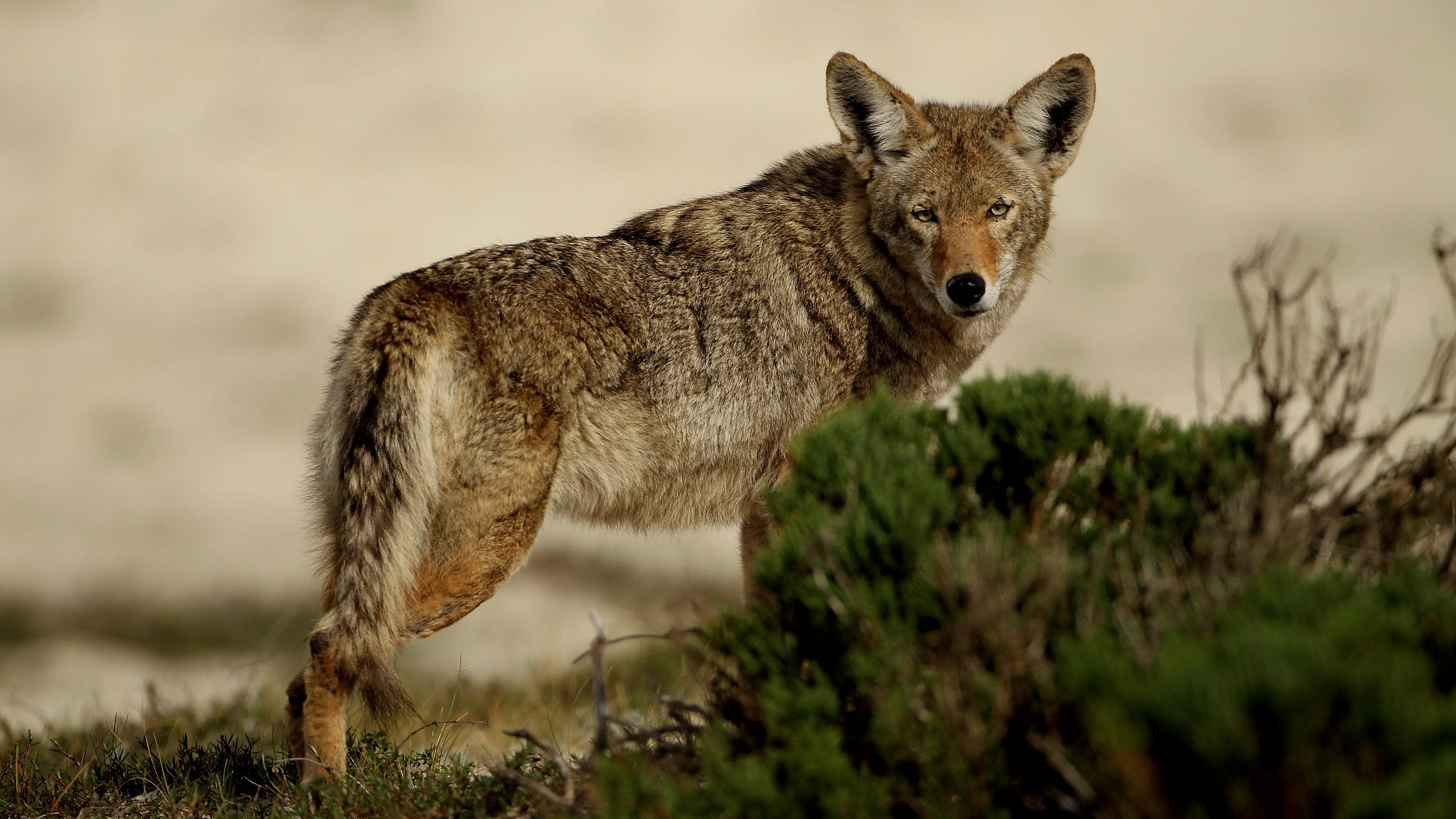 Man attacked by coyote at high school track in Moraga
