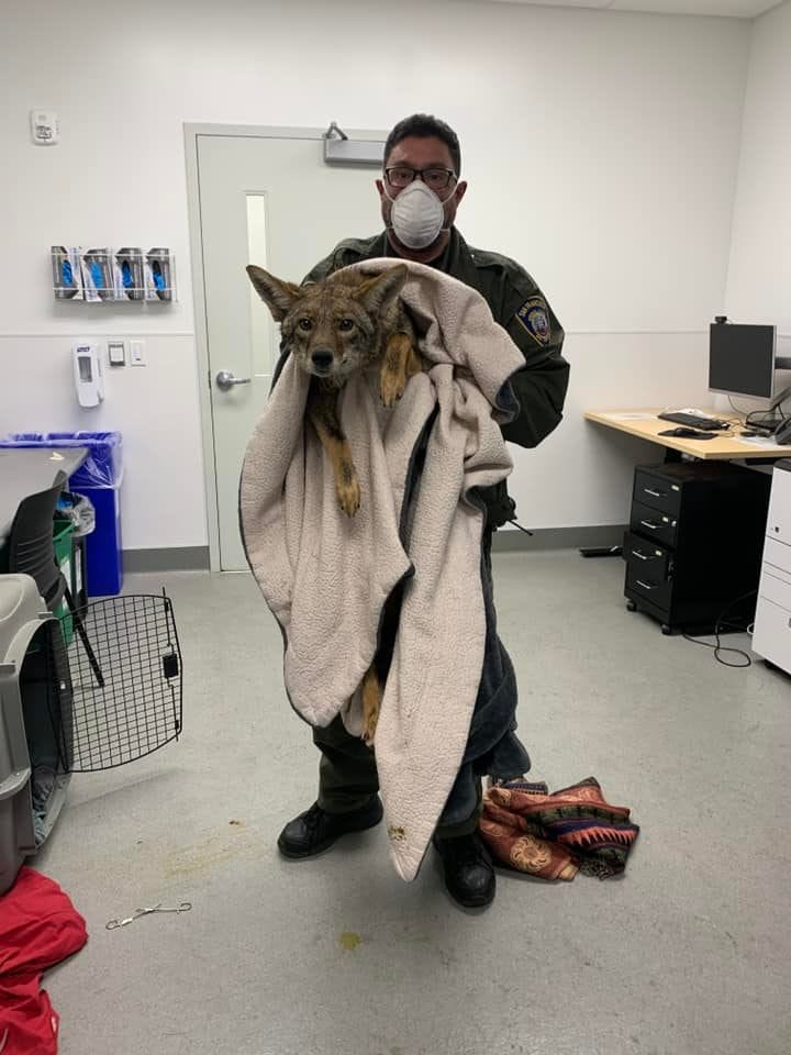 Animal Control Officer Jason Kent is warming up the coyote rescued from the Bay.