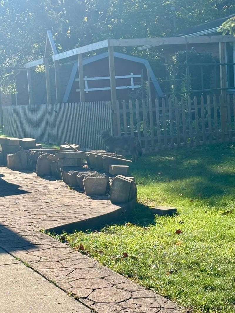 Increase in coyote sightings in North Tonawanda