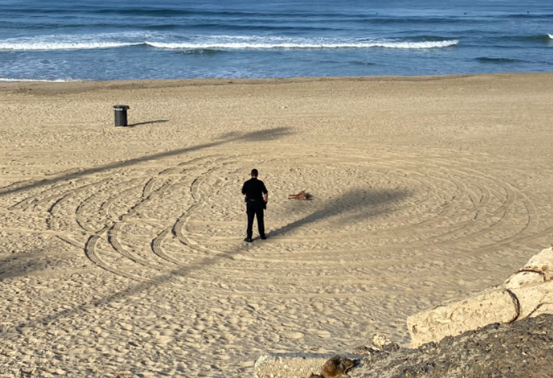 Officer looks at dead coyote lying on sand