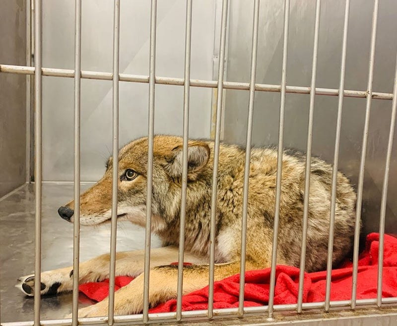 A coyote was in the care of Chicago Animal Care and Control after being tranquilized on Jan. 9, 2020.