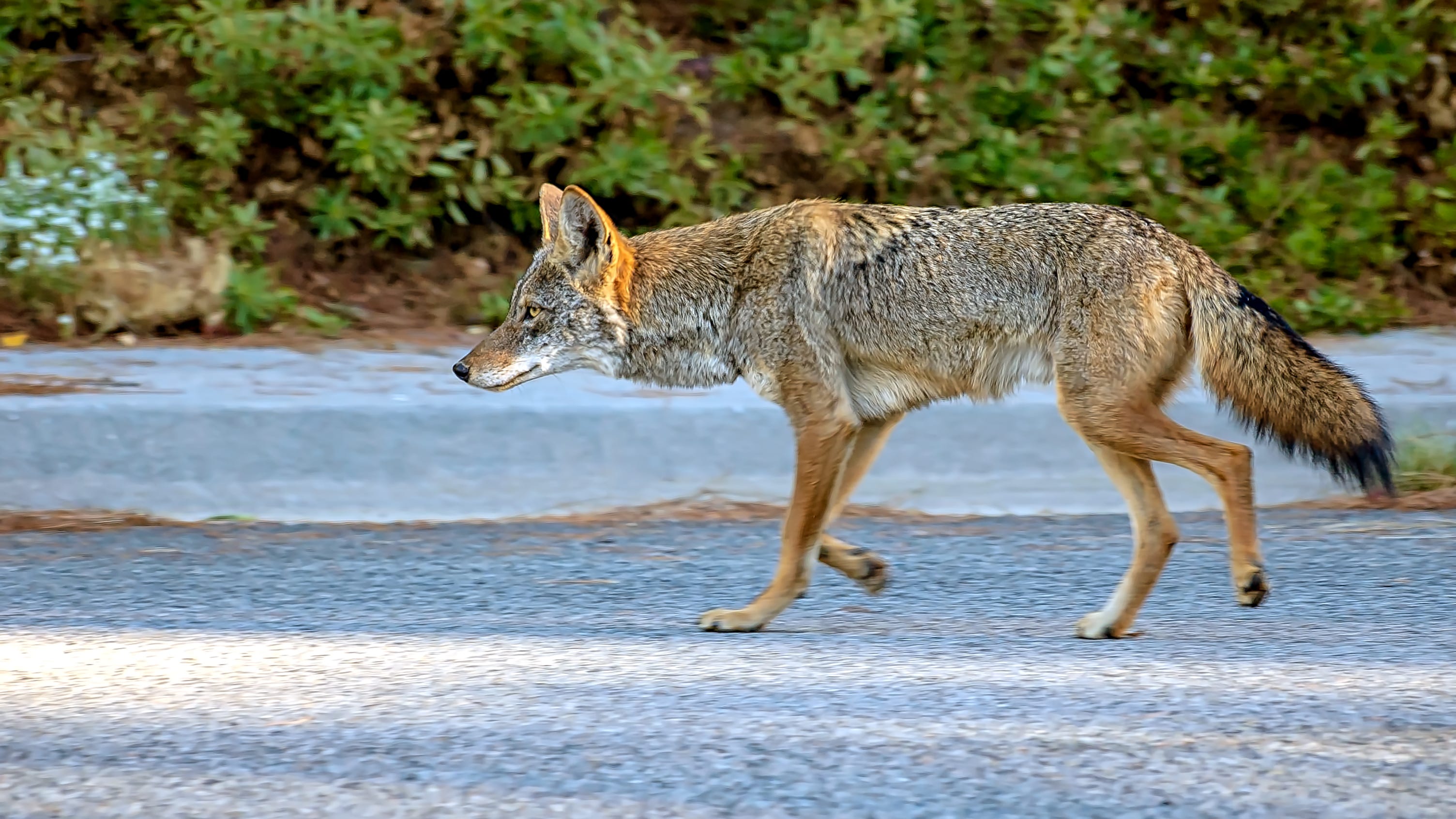 How to repel a coyote? 'Clap your hands, blow a horn,' city official tells aldermen