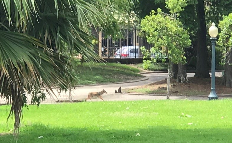 Coyote