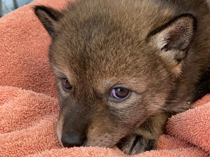coyote pup - Cape Wildlife Center