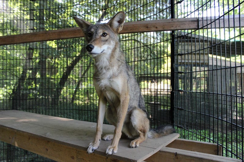 coyote