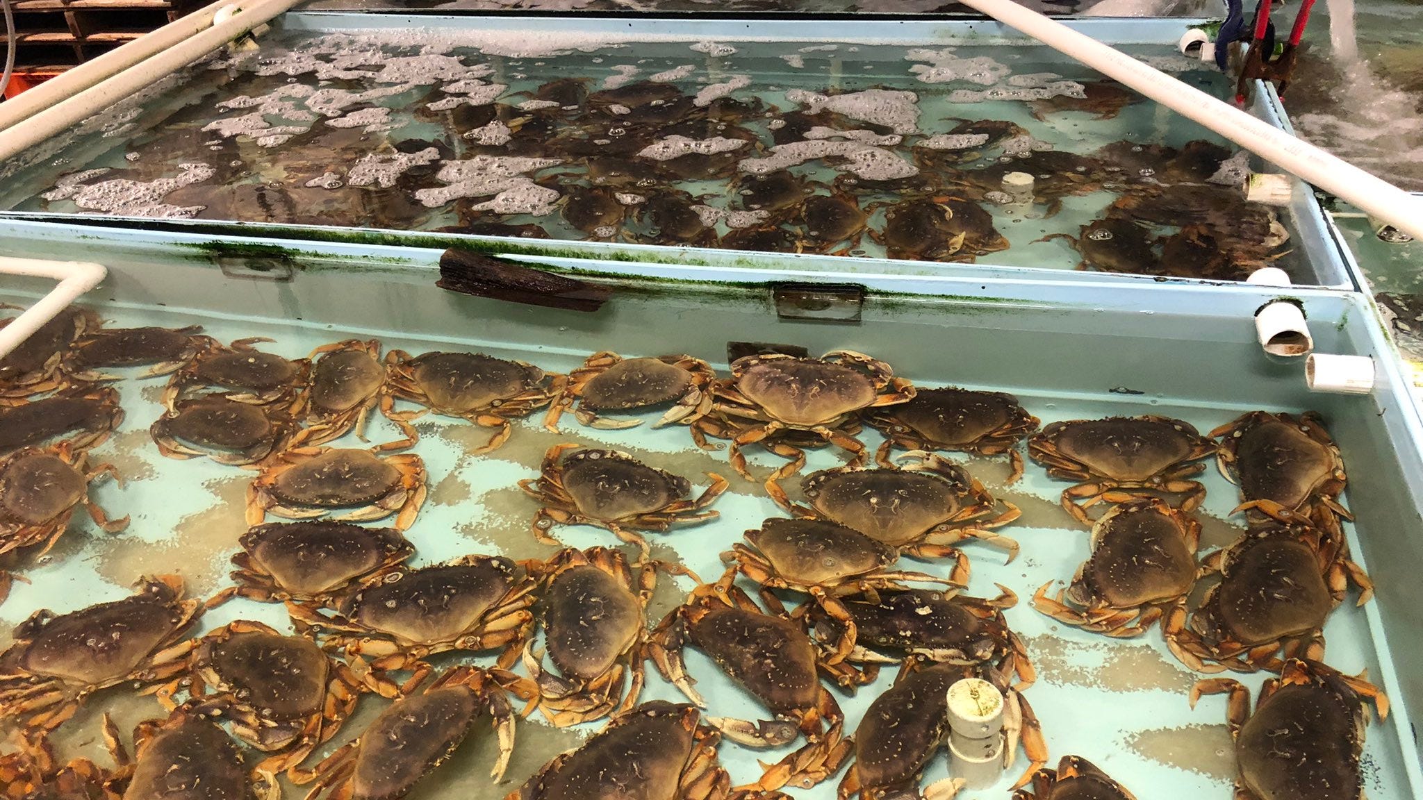 'Tis usually the season for crab – but not this year