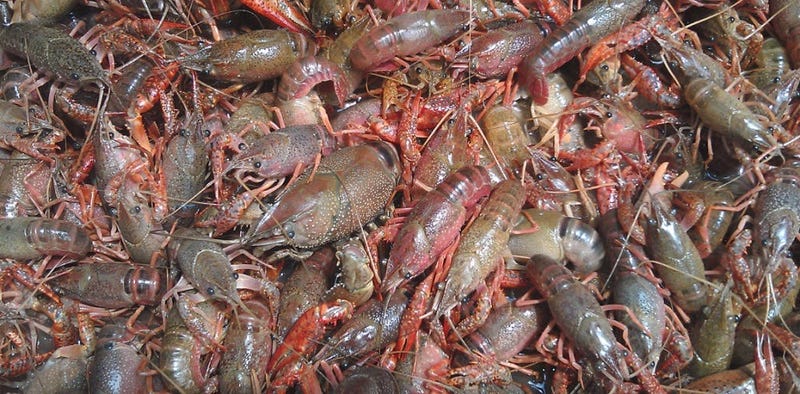 crawfish