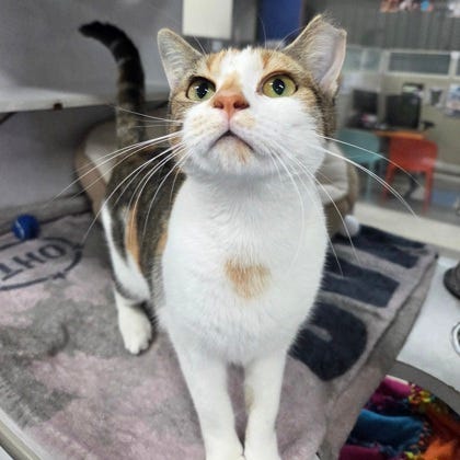 Cricket (cat)