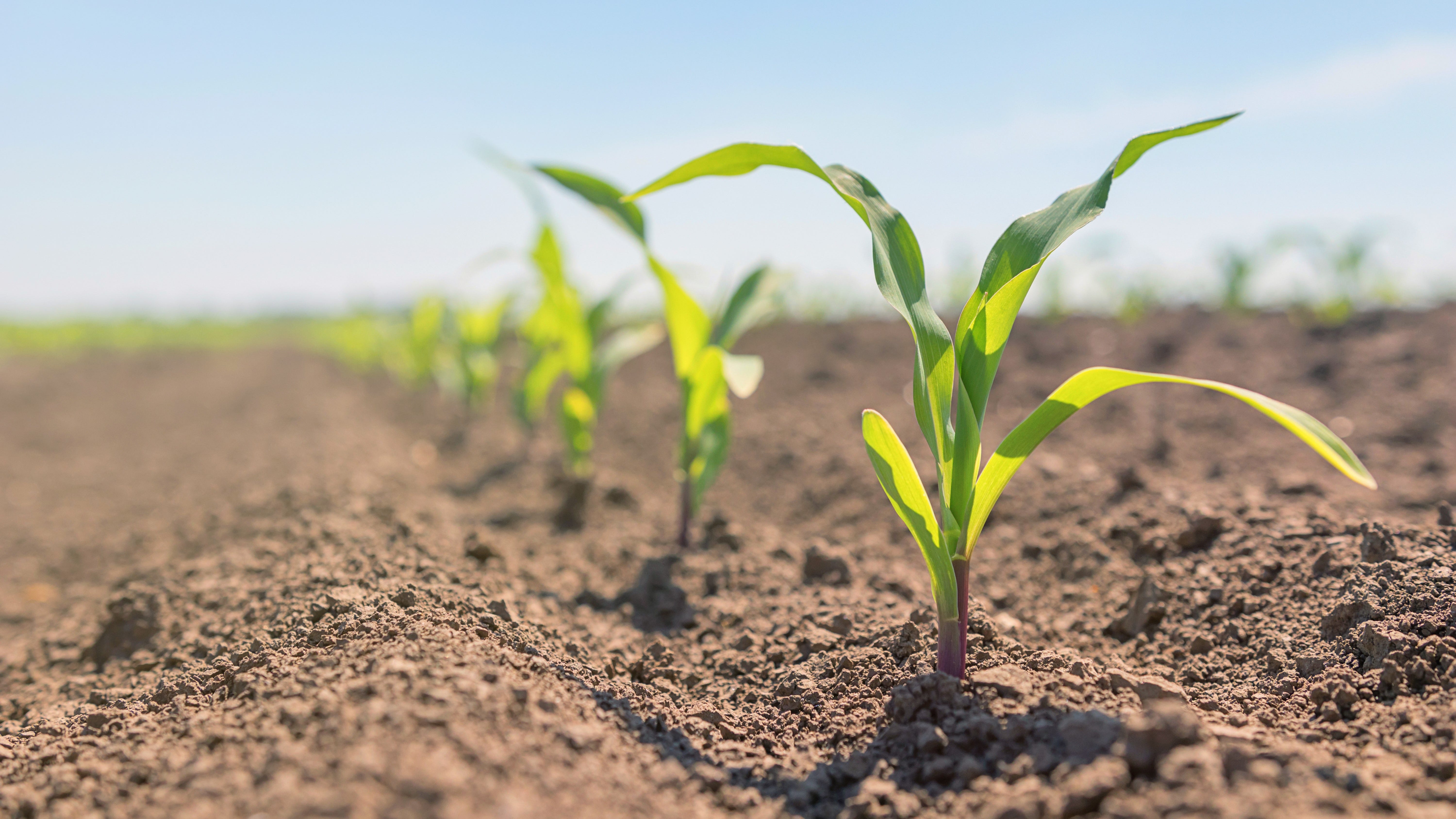 Cold, rainy weather disrupting Minnesota planting season