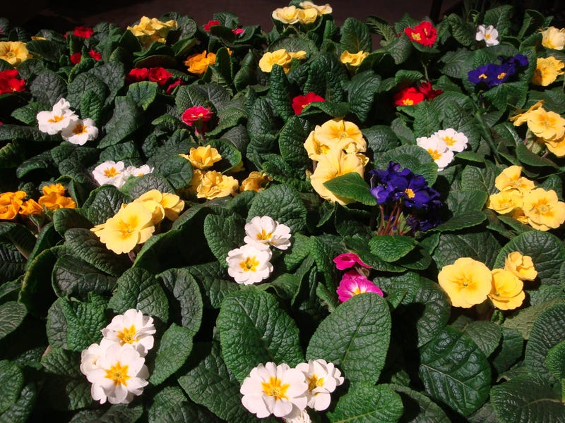 CT Flower and Garden Show