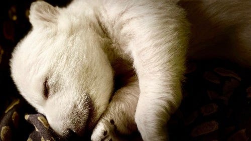 Two polar bear cubs born at the Detroit Zoo [PHOTOS+VIDEO]
