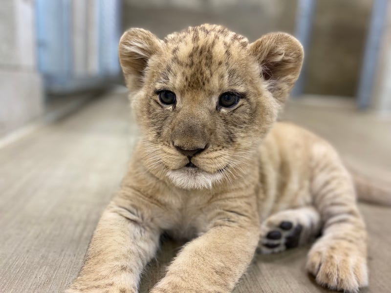 lion cub