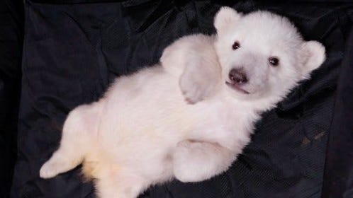 PHOTOS: 2 polar bear cubs — first since 2004 — born at Detroit Zoo