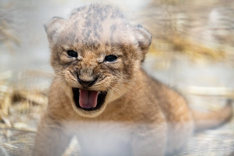 African Lion Cub