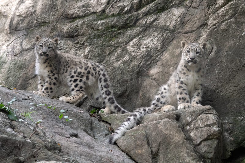 The two unnamed cubs debuted this week at the Bronx Zoo
