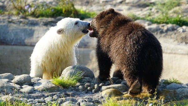 Polar and grizzly bear cubs are best friends at the Detroit Zoo [PHOTOS+VIDEO]