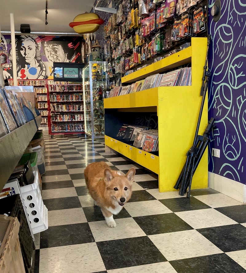 dog in record store