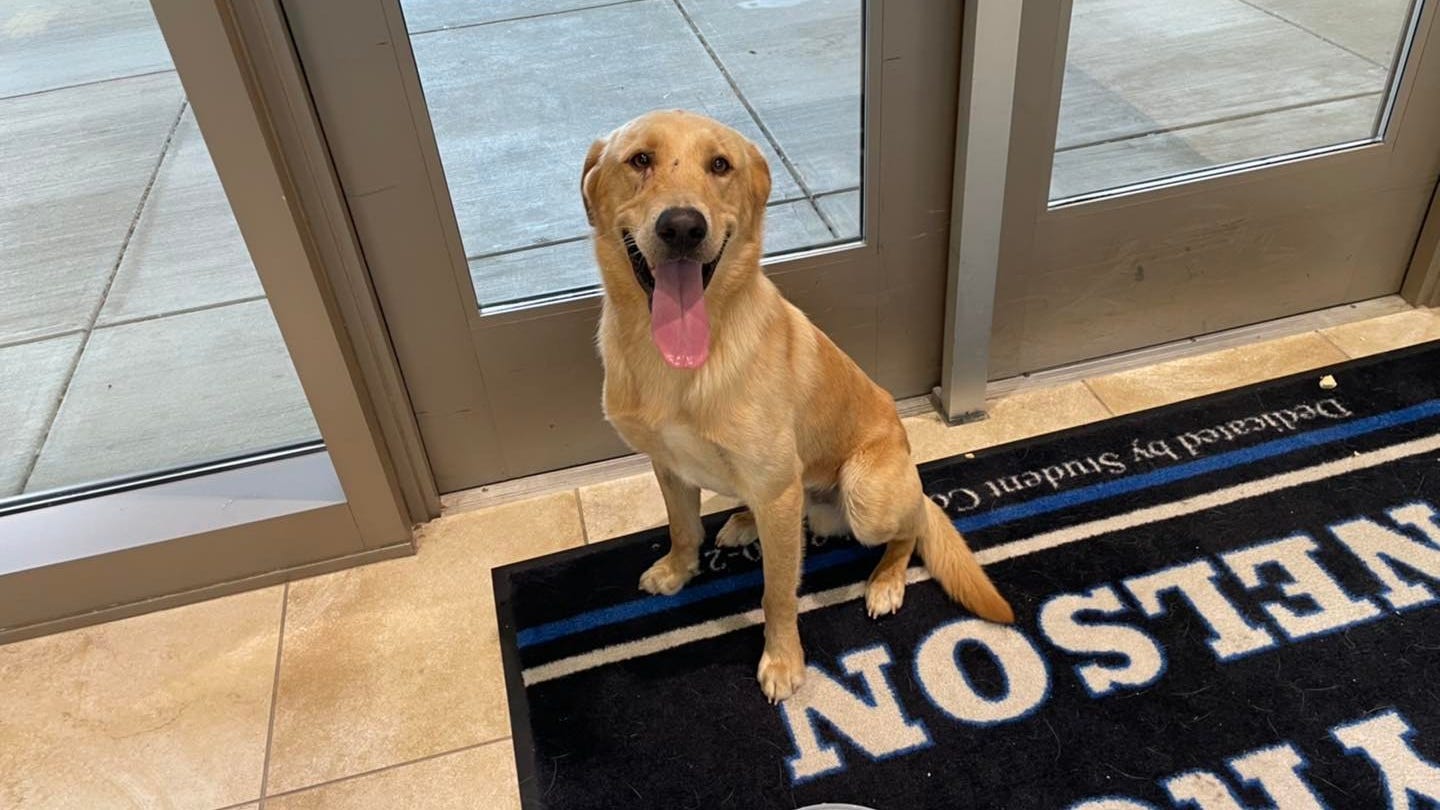 Mystery dog that snuck onto Trophy Club HS campus still waiting for owners