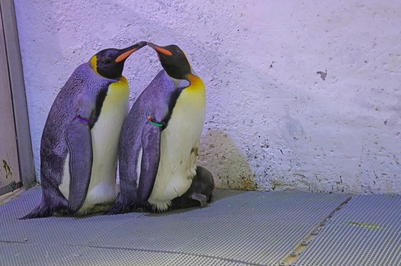 Nearly four months after king penguin chick hatched to foster parents at the Detroit Zoo in Royal Oak, officials said they have picked out a name after the baby was found to be male.