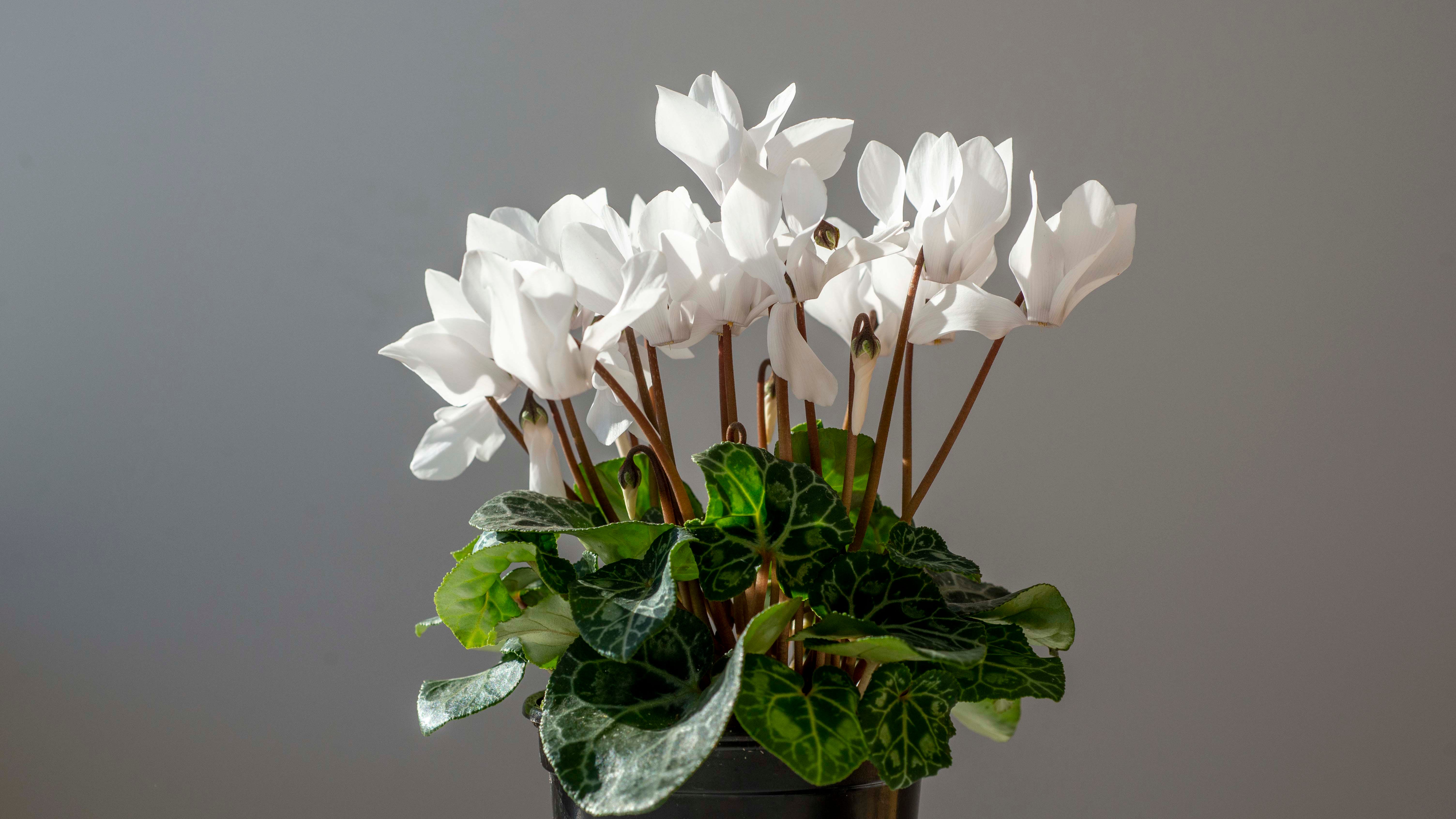 LISTEN: Brighten your winter days with these indoor plants