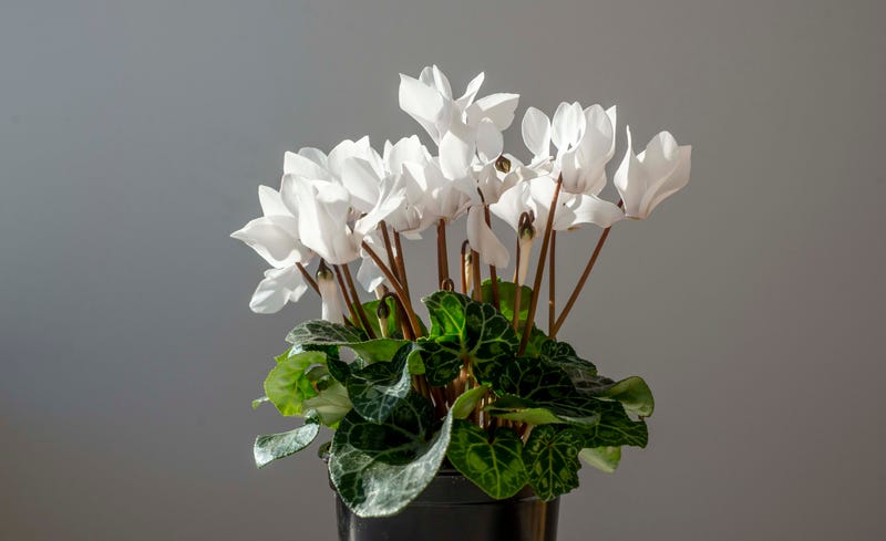indoor plants