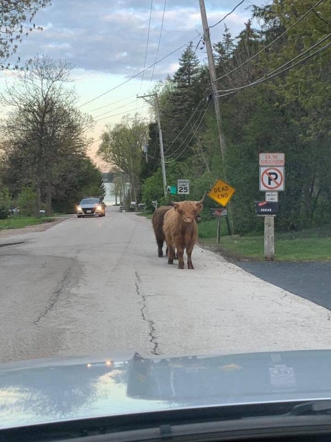 Two bulls that were on the loose back in May managed to "wiggle out of 'cowstody' yet again" Wednesday morning in Lake County, before police and the animals' owners from a nearby farm were able to "get the cows to come home."