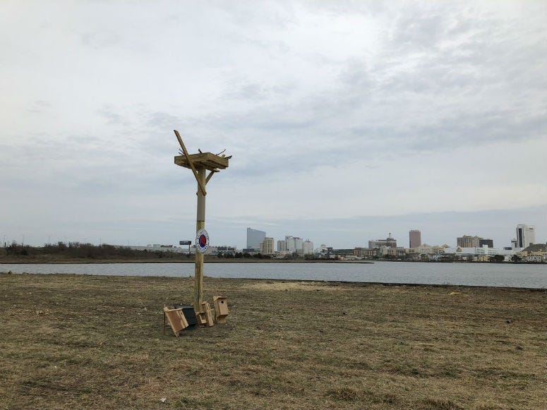 Atlantic City Ospey