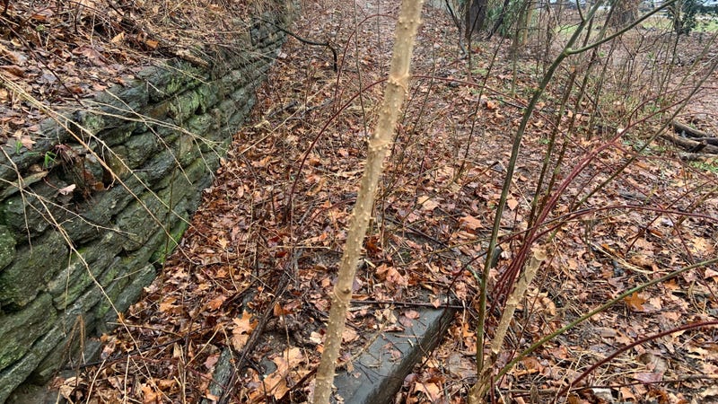 A plant called "devil's walking stick"