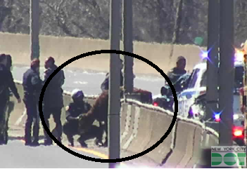 Loose cow wrangled on the Major Deegan.