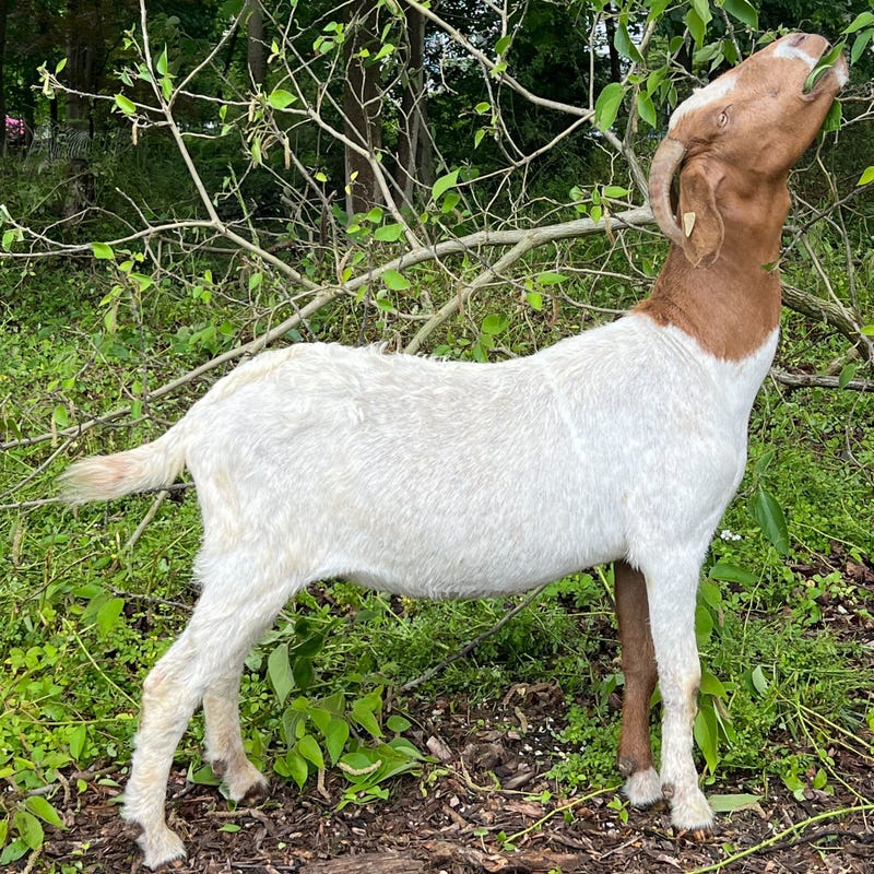 For clearing large spaces of unwanted vegetation, goats like this one, the picture of grace and elegance, really are the greatest of all time.