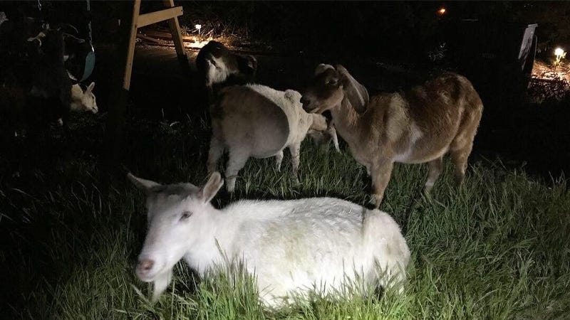 A herd of 50 goats escaped from a Los Altos Yard on April 4, 2019. 