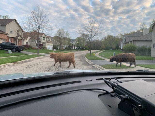 Bulls Found Walking Near Route 59 In Lake County
