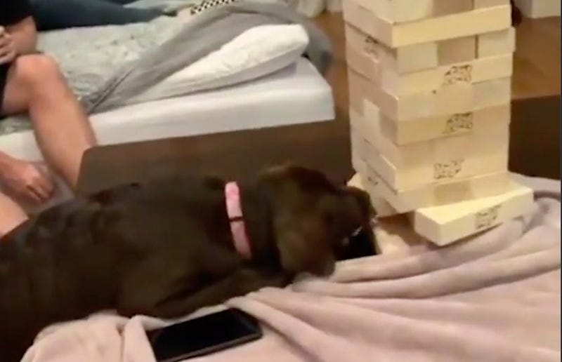 Puppy Jenga