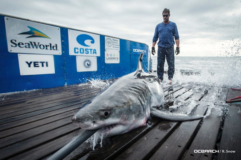 Cabot the Shark