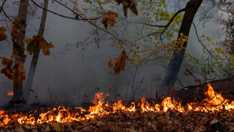 Wildfire
