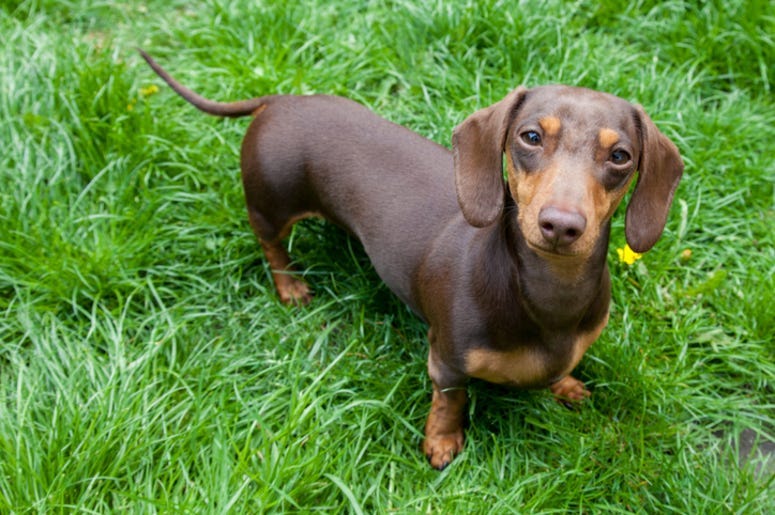 dachshund
