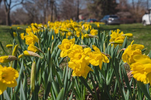Spring has sprung in Detroit and city officials are excited to showcase the millions of daffodils set to bloom across the city's boulevards, streets and parks.