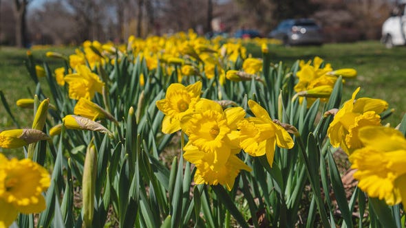Detroit to unveil 2 million daffodils in city parks and neighborhoods