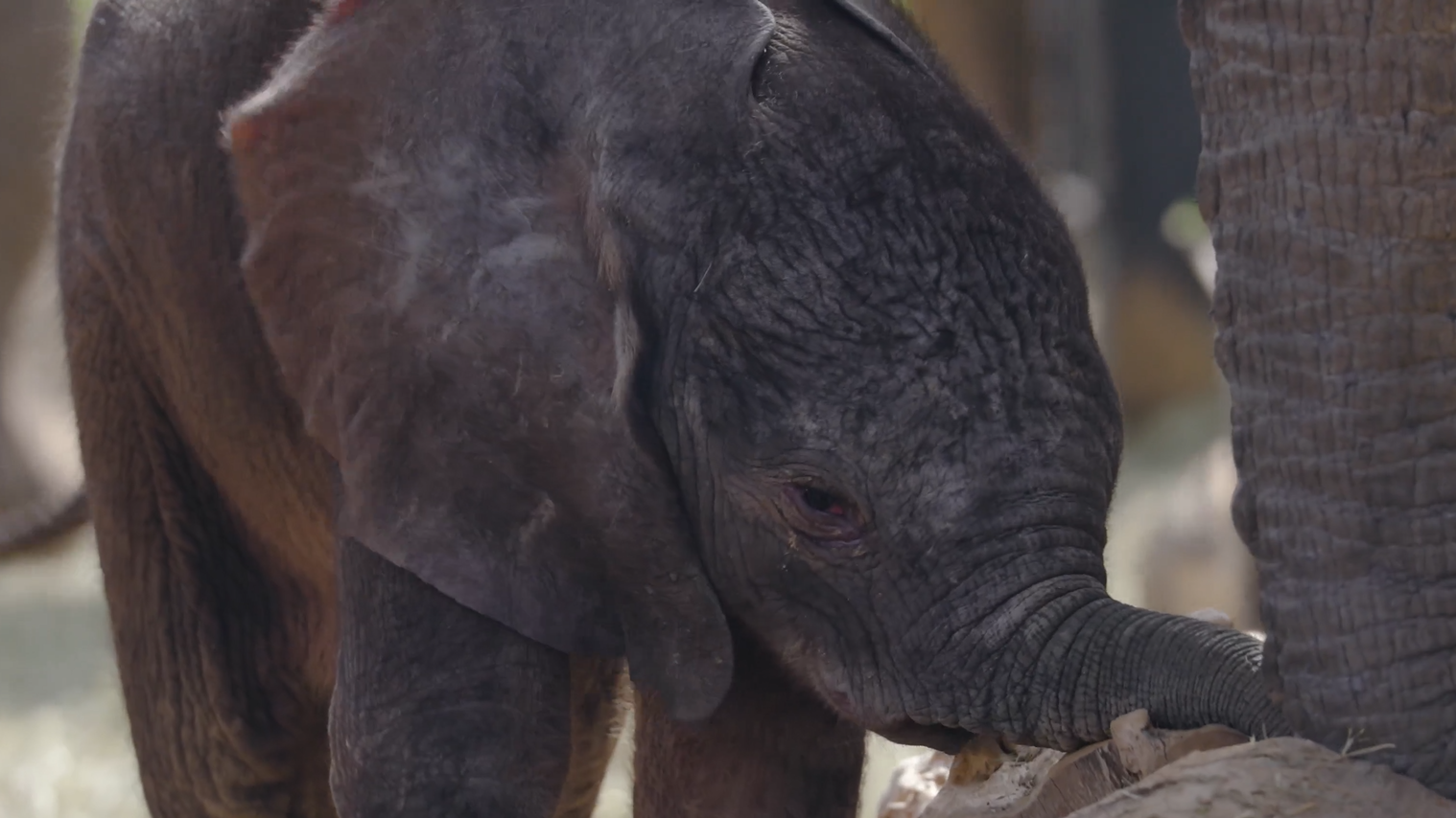 Dallas Zoo welcomes a new baby elephant