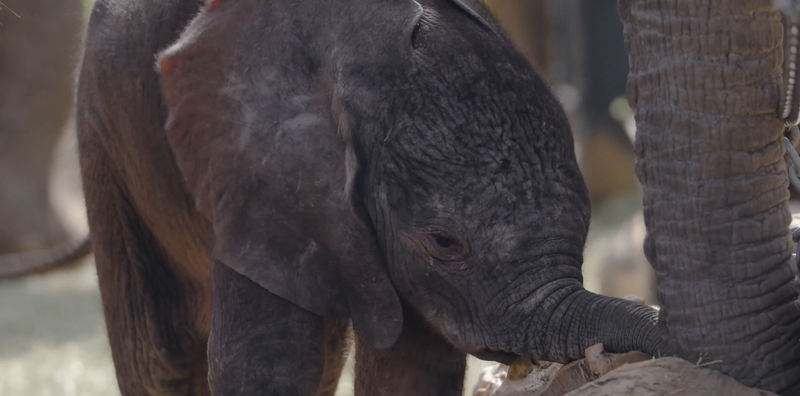 baby elephant