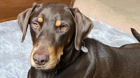 Pet of the Week: Darcy